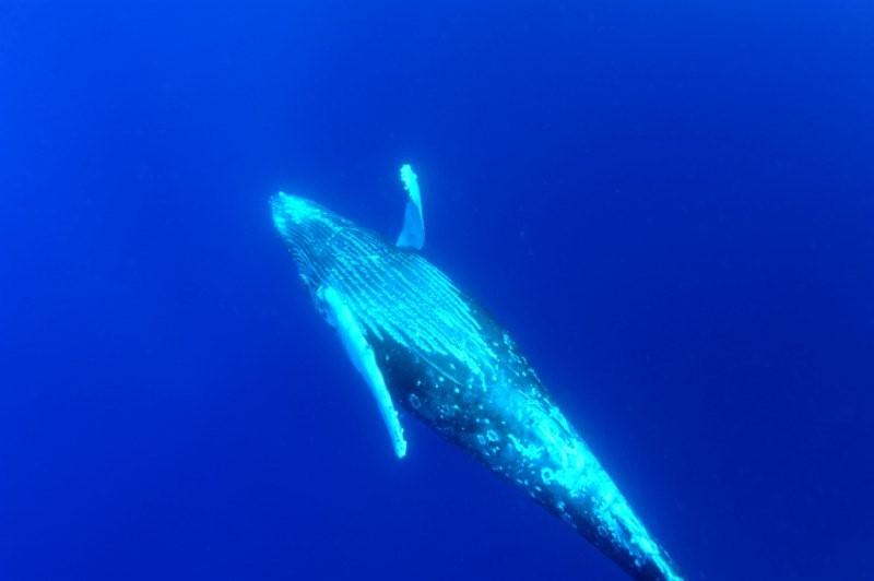 whale spin